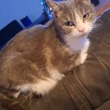 Picture of cat lost at 34210 Olonzac