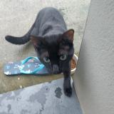 Picture of cat found at Oignies