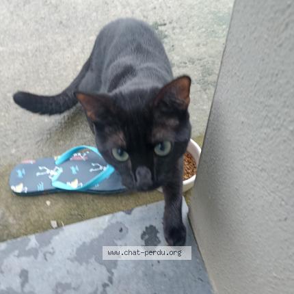 Photo 1/1 Found cat Found in Oignies