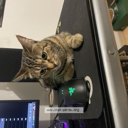 Photo 1/1 Suko Chat lost in Plaisance du touche