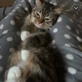 Picture of cat lost at Grenay