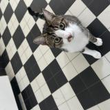 Picture of cat lost at Muids