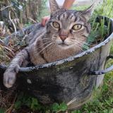 Picture of cat lost at Montlouis Sur Loire