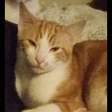 Picture of cat lost at Bram