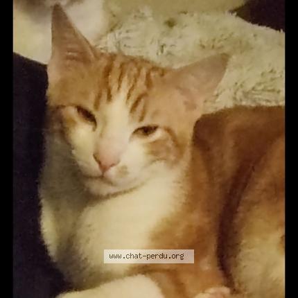 Photo 1/1 Garfield Chat lost in Bram