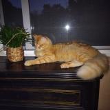 Picture of cat lost at Cahors