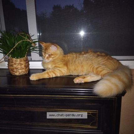 Photo 1/1 Willow Chat lost in Cahors