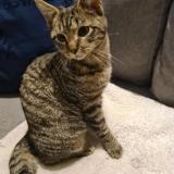 Picture of cat lost at Chenee