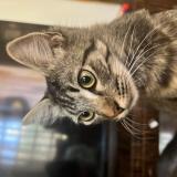 Photo of a cat found in Ecatepec De Morelos