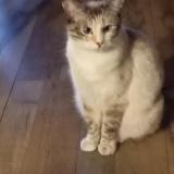 Picture of cat lost at Charvieu Chavagnieux
