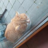 Picture of cat found at Freux