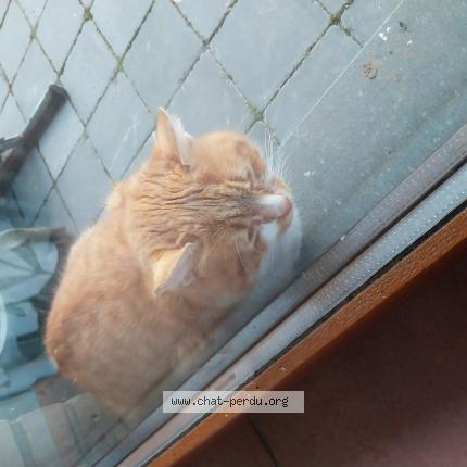 Photo 1/1 Found cat Found in Freux