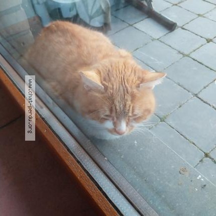 Foto 1/1 Kat gevonden Gevonden in Freux