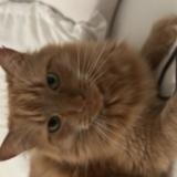 Picture of cat lost at Vannes