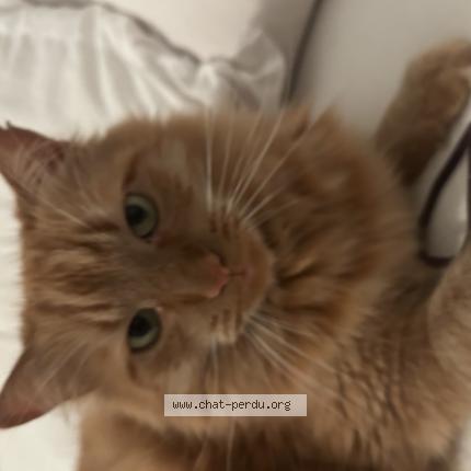 Photo 1/1 Simba Chat lost in Vannes