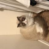 Picture of cat lost at Tucson