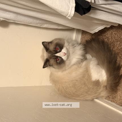 Photo 1/1 Mewtew Chat lost in Tucson