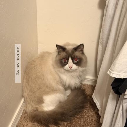 Photo 1/1 Mewtew Cat lost in Tucson