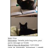 Picture of cat lost at Propriano