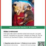 Picture of cat lost at Payzac