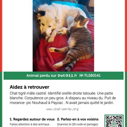 Photo 1/1 MOGWAIS Chat lost in Payzac