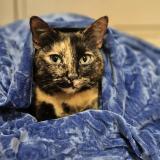 Picture of cat found at Sartrouville