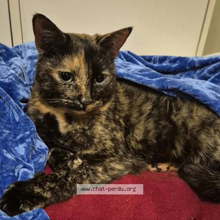 Photo 2/5 Found cat Found in Sartrouville