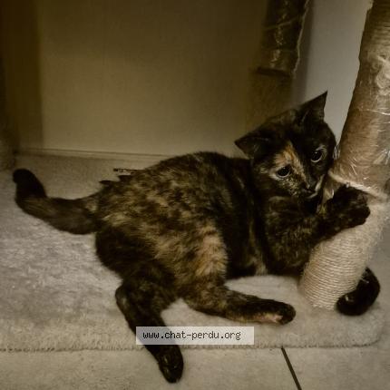 Photo 3/5 Found cat Found in Sartrouville