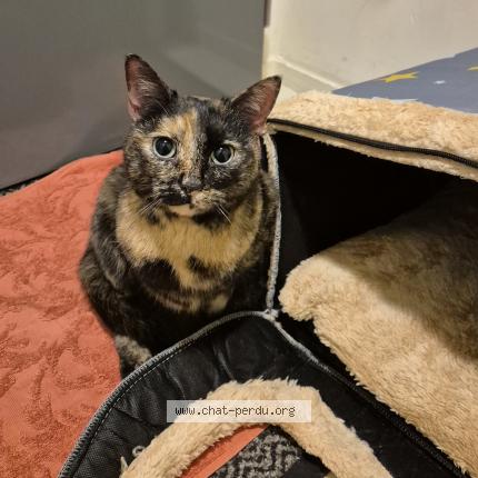 Photo 4/5 Found cat Found in Sartrouville