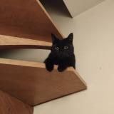 Picture of cat lost at Lille