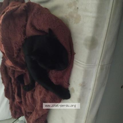 Photo 2/2 Suie Chat lost in Lille