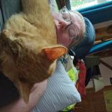 Picture of cat lost at Ovid