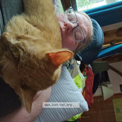 Photo 1/1 Parmesean Chat lost in Ovid
