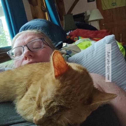 Photo 1/1 Parmesean Cat lost in Ovid