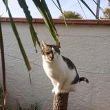 Picture of cat lost at St Jean Du Falga