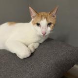 Picture of cat lost at Acheres