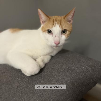 Photo 1/1 Tigrou Chat lost in Acheres