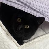 Picture of cat lost at Canisy