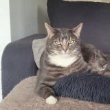 Picture of cat lost at St Sever