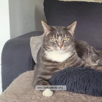 Photo 1/1 Fatal Chat lost in St sever