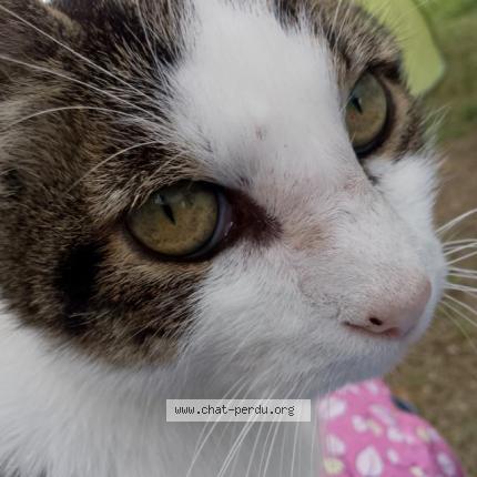 Photo 1/1 Minou Chat lost in Mondevert