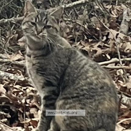 Photo 1/1 Found cat Found in Greensboro
