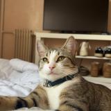 Picture of cat lost at Varennes Sur Seine