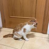 Picture of cat found at Valladolid