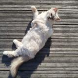 Picture of cat lost at Trouville Sur Mer