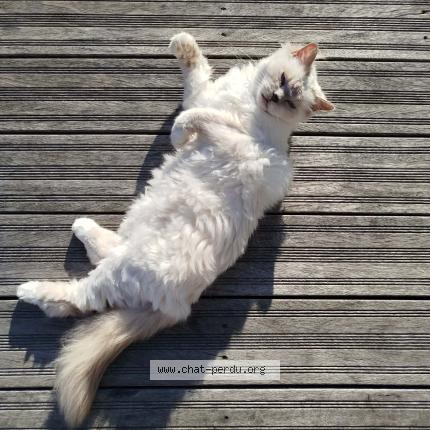 Photo 1/1 Mushu Chat lost in Trouville sur mer