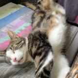 Picture of cat lost at Montagny