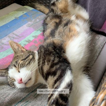 Photo 1/1 Pitaya Chat lost in Montagny