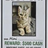 Picture of cat lost at Upper Marlboro
