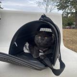 Picture of cat lost at Orgeval